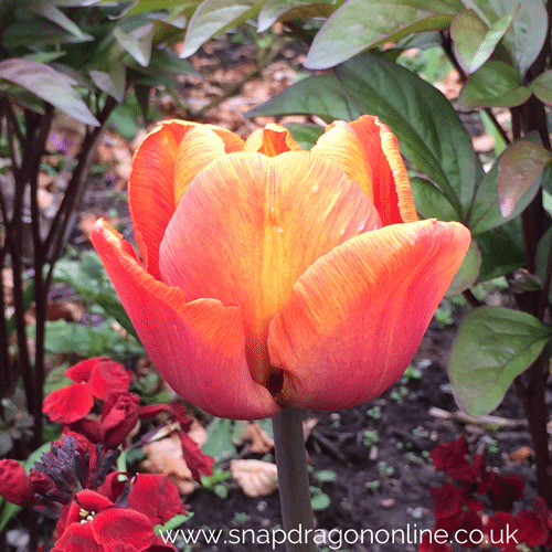 garden tulips