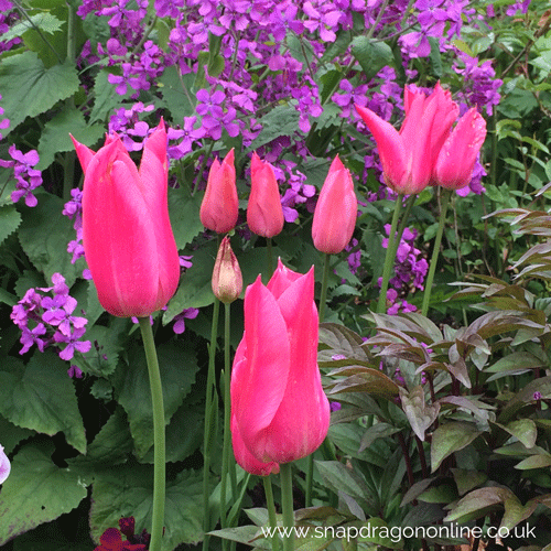 garden tulips