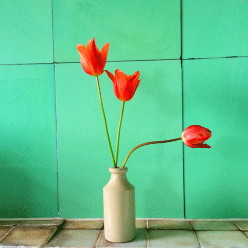 tulip ballerina