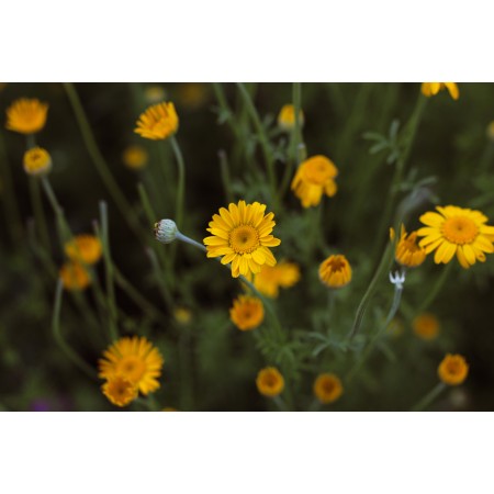 Plant Dyes: Dyer's Chamomile Flowers