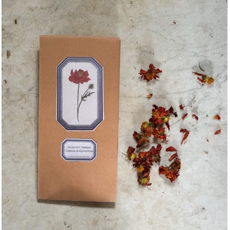 Plant Dyes: Dried Sulphur Cosmos Flowers