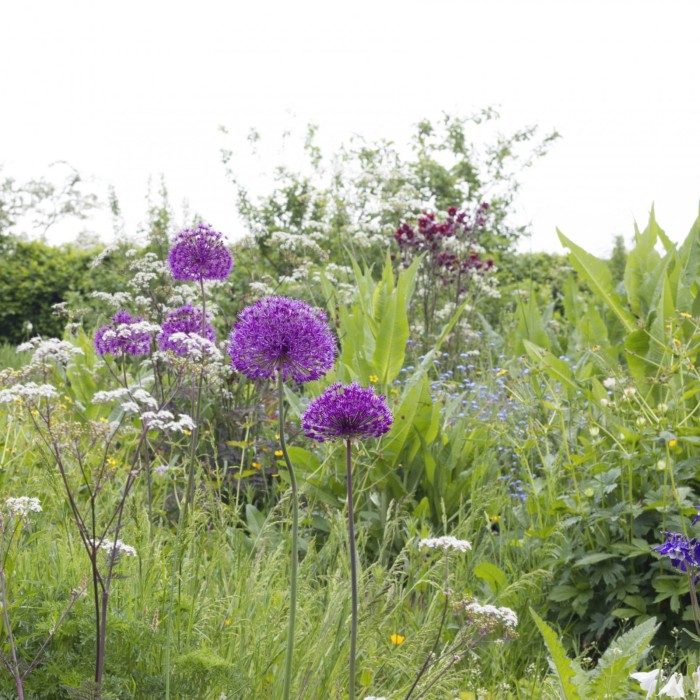 perennial meadow