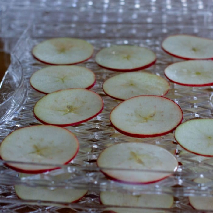 apple slices in dehydrator