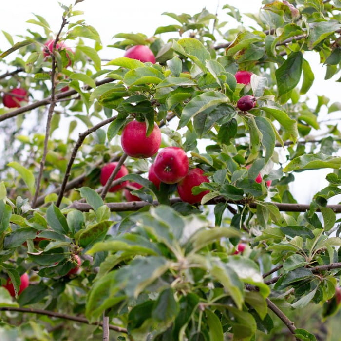 apple trees Snapdragon Studio