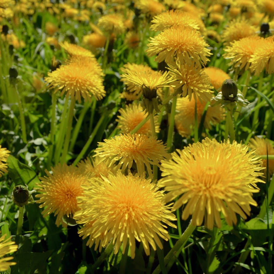 dandelions are good food for bees