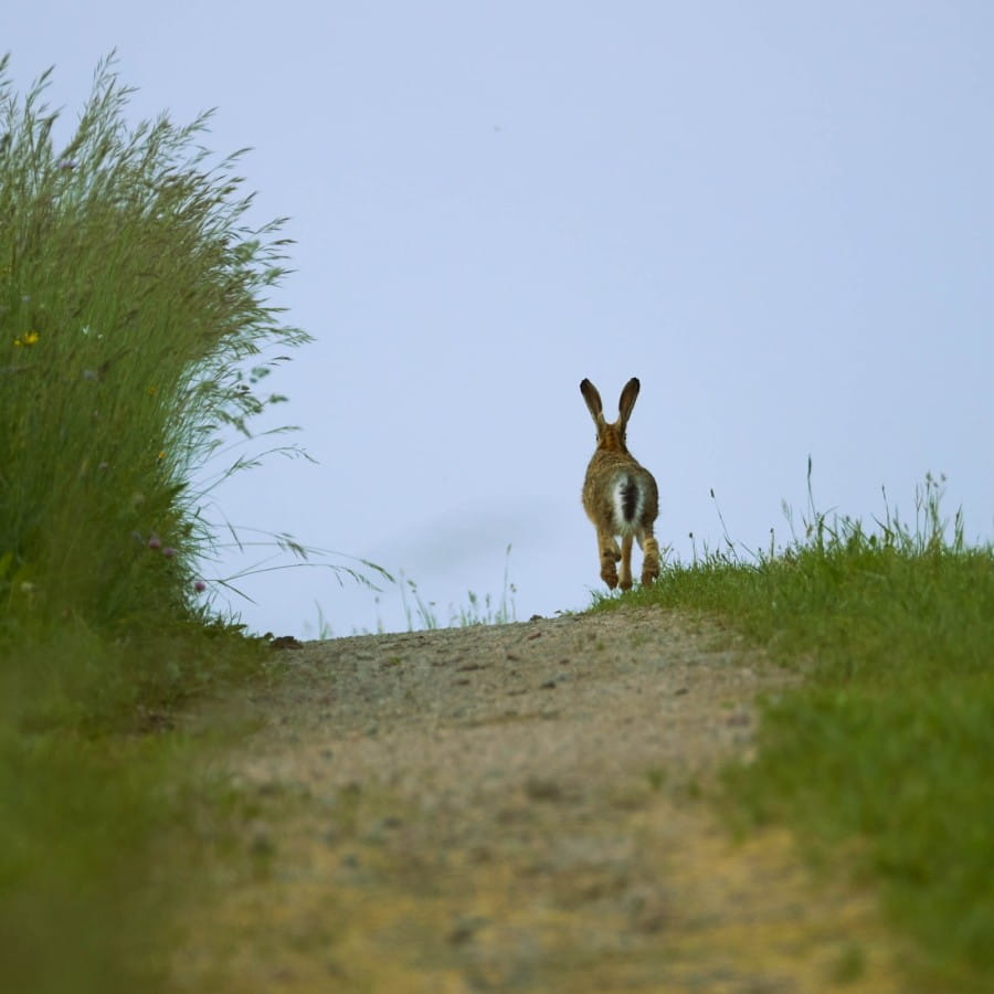 hares in spring