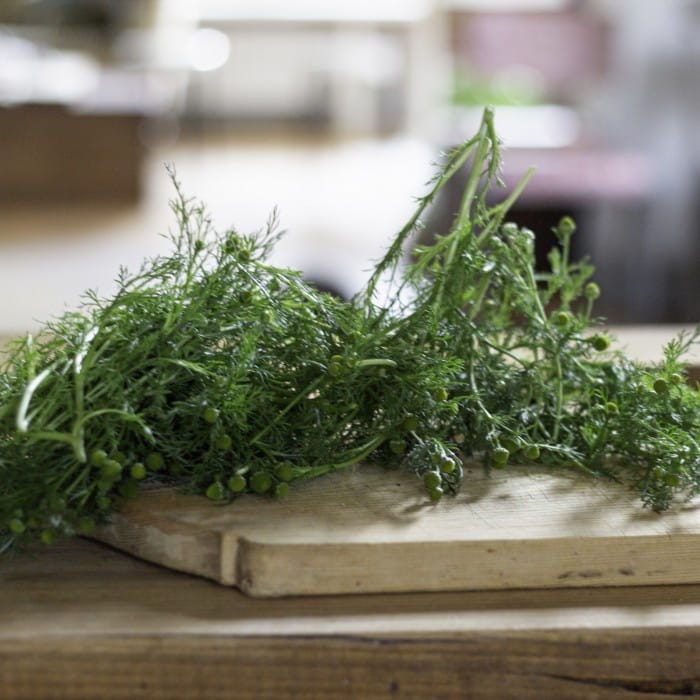 making pineapple weed foraged ice cream