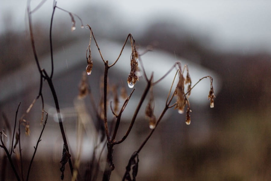 stems and rain in Studio Meadow