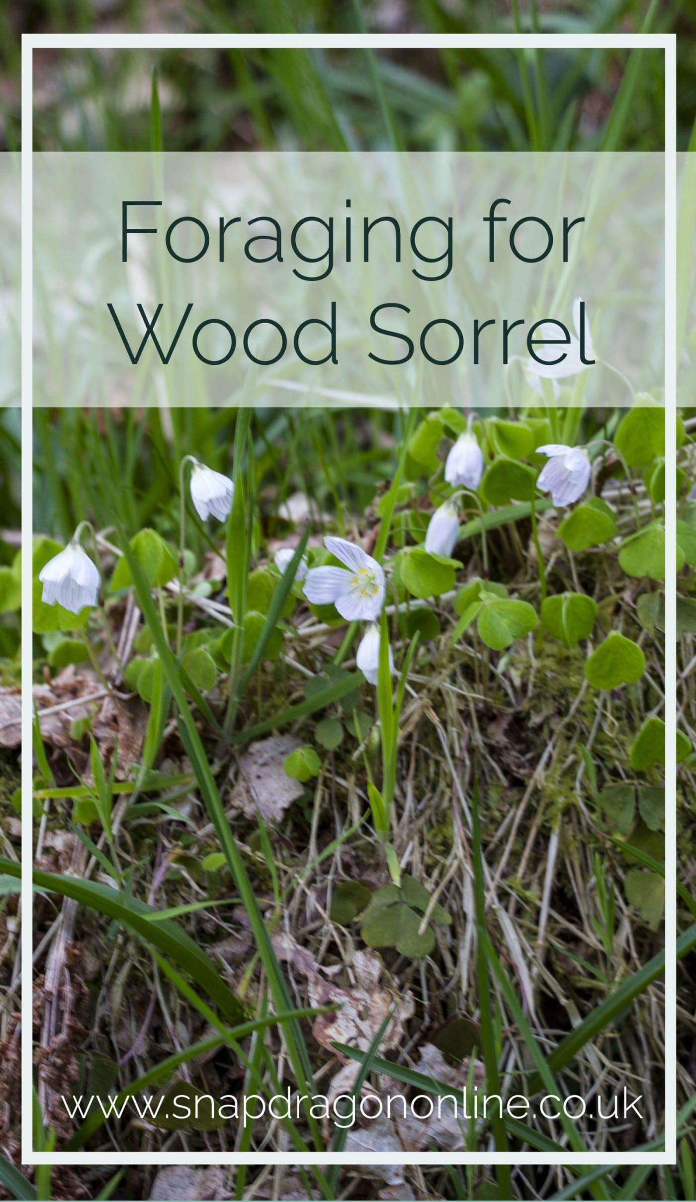 Foraging For Wood Sorrel Snapdragon Life