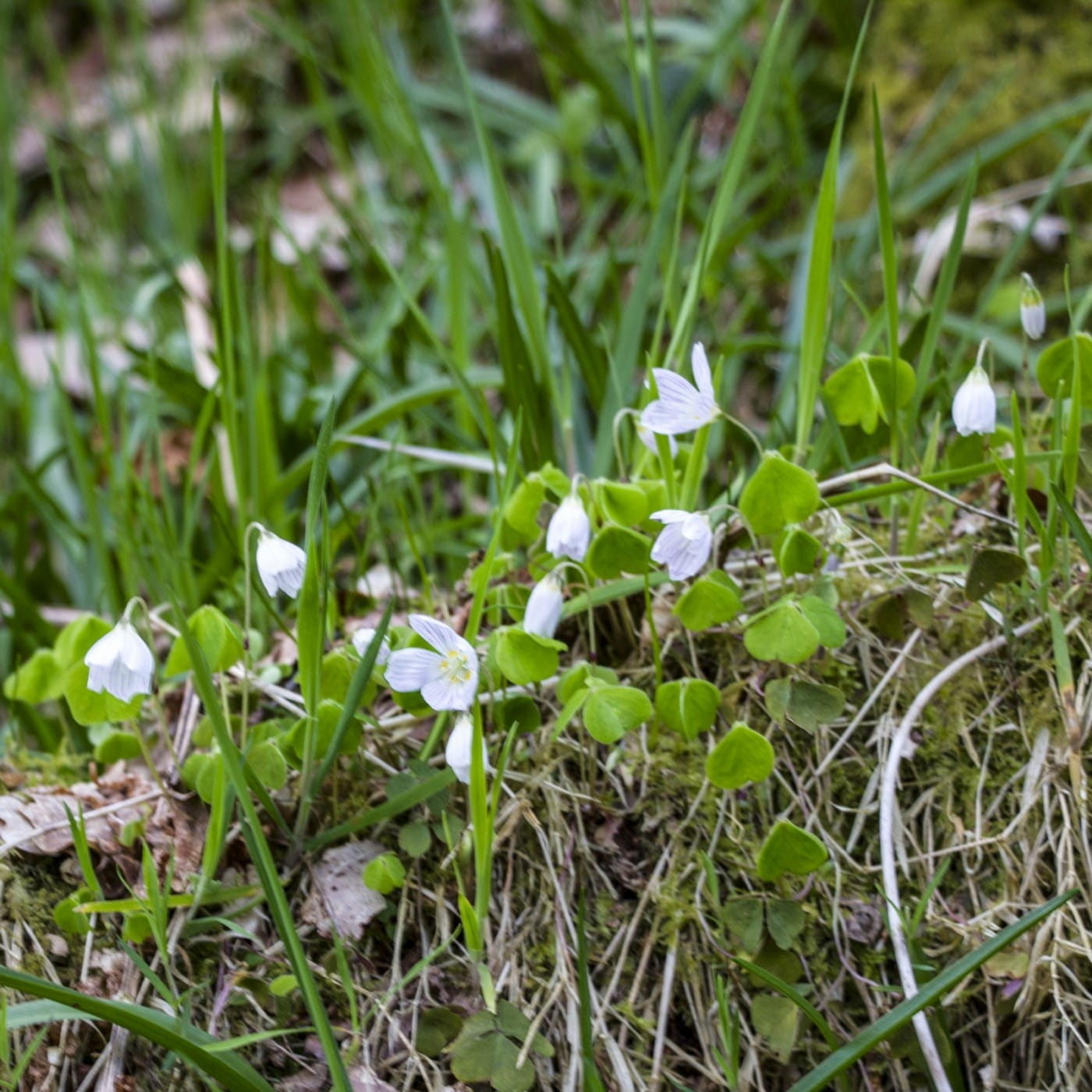 Foraging For Wood Sorrel Snapdragon Life