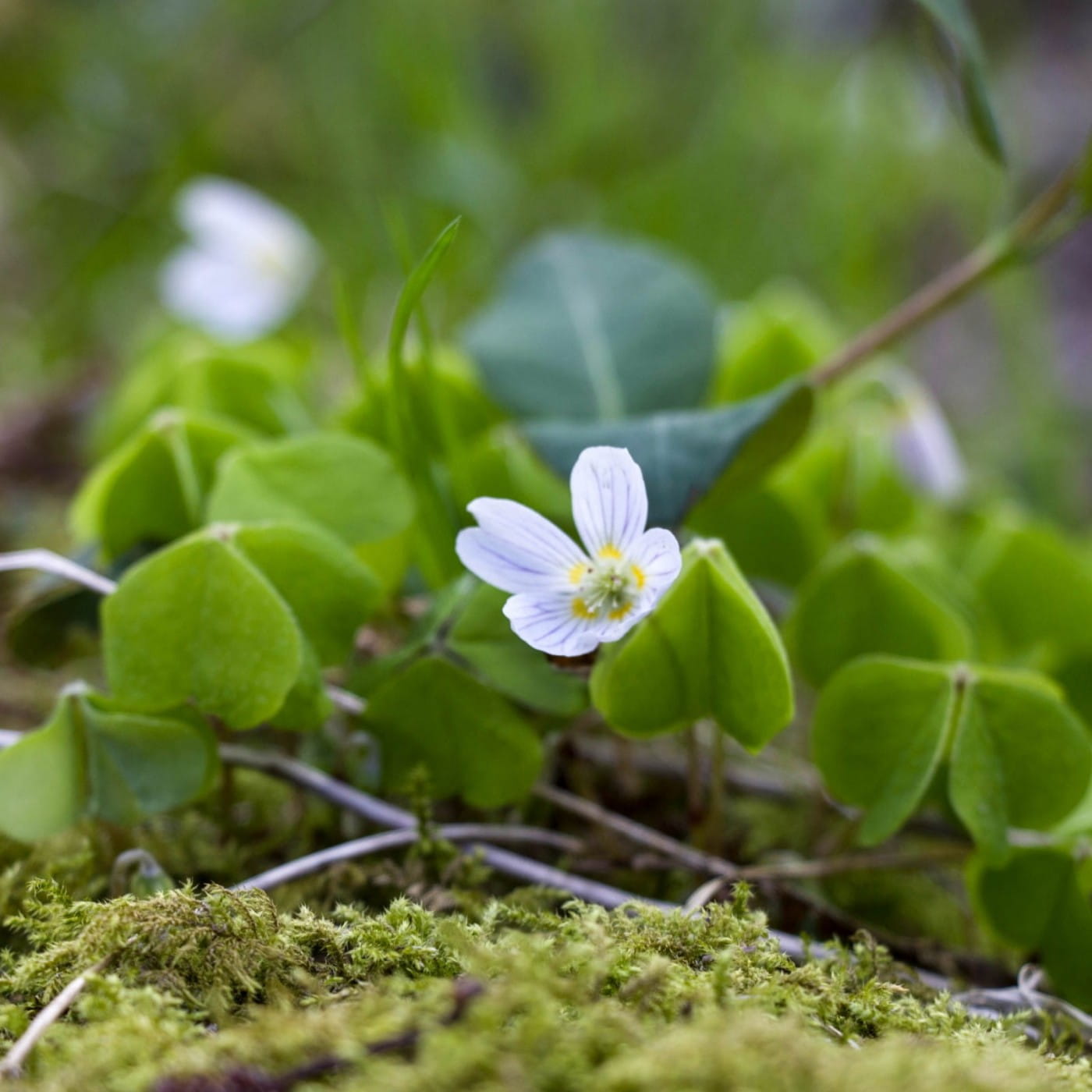 Foraging For Wood Sorrel Snapdragon Life